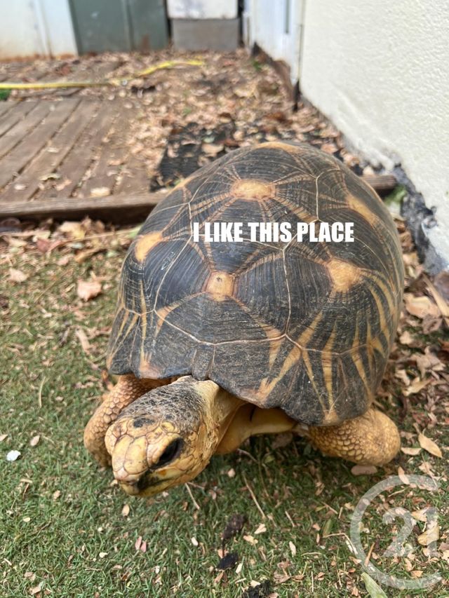 Maison à vendre - 4 pièces - 90 m2 - St Paul - 974 - REUNION